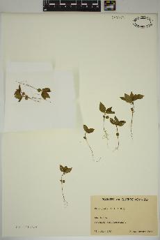 spécimen de Pilea pumila