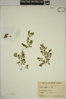 spécimen de Cardamine pensylvanica