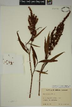 spécimen de Rumex triangulivalvis