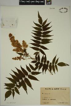 spécimen de Rhus typhina