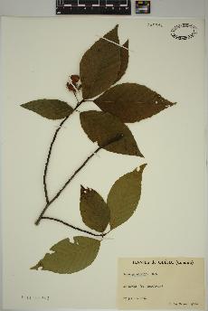 spécimen de Fagus grandifolia