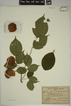 spécimen de Staphylea trifolia