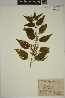 spécimen de Scutellaria lateriflora