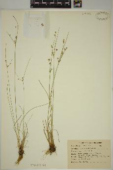 spécimen de Juncus tenuis