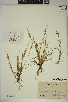 spécimen de Carex aurea