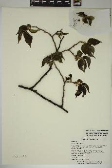 spécimen de Ulmus rubra