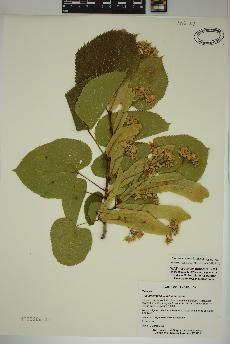 spécimen de Tilia americana