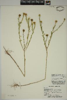 spécimen de Xanthisma texanum
