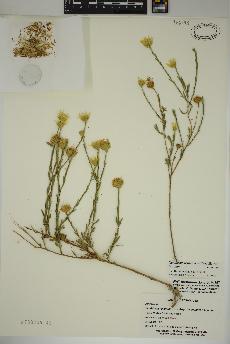 spécimen de Xanthisma texanum