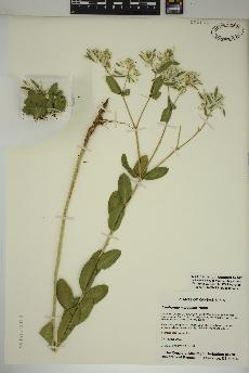 spécimen de Euphorbia marginata