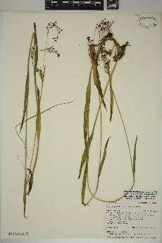 spécimen de Luzula parviflora
