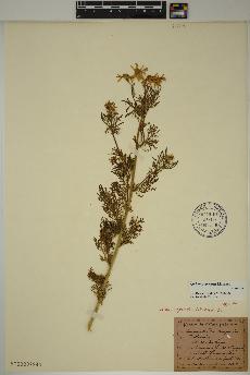 spécimen de Anthemis arvensis