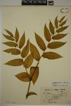 spécimen de Streptopus lanceolatus