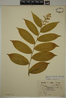 spécimen de Maianthemum racemosum