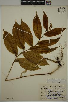 spécimen de Maianthemum racemosum