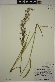 spécimen de Agrostis gigantea