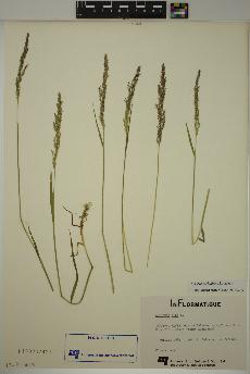 spécimen de Agrostis stolonifera