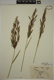 spécimen de Agrostis gigantea