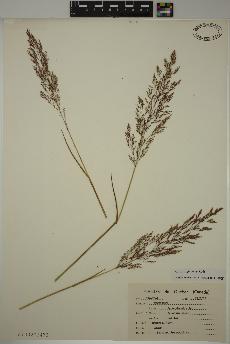 spécimen de Agrostis gigantea