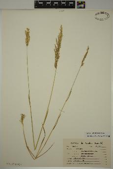 spécimen de Agrostis stolonifera