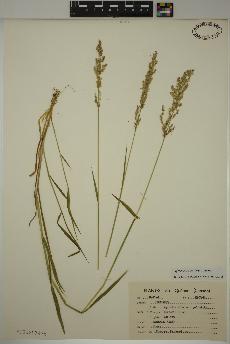 spécimen de Agrostis stolonifera