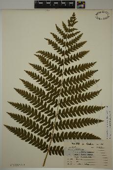 spécimen de Osmundastrum cinnamomeum
