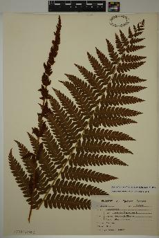 spécimen de Osmundastrum cinnamomeum