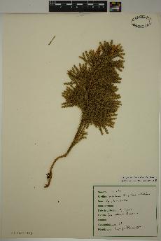 spécimen de Lycopodium dendroideum