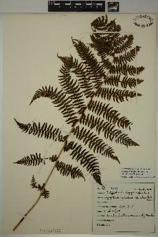 spécimen de Athyrium filix-femina