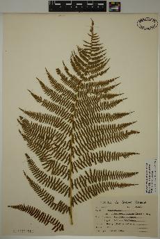 spécimen de Athyrium filix-femina