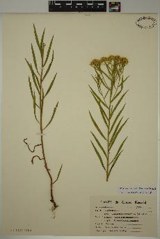 spécimen de Euthamia graminifolia