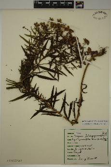 spécimen de Euthamia graminifolia