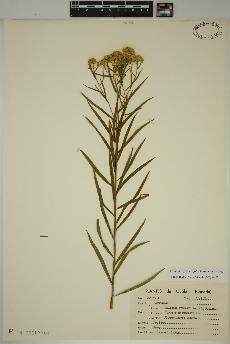 spécimen de Euthamia graminifolia