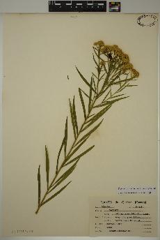 spécimen de Euthamia graminifolia