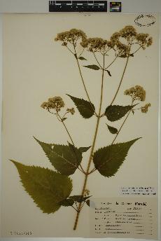 spécimen de Ageratina altissima