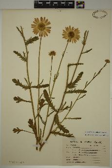 spécimen de Leucanthemum vulgare