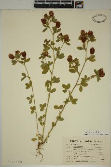 spécimen de Trifolium aureum