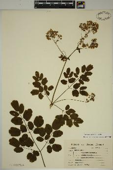 spécimen de Thalictrum pubescens