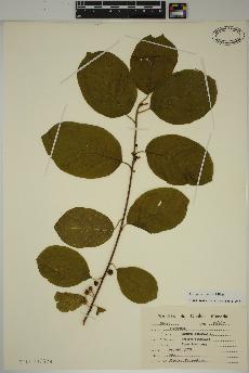 spécimen de Frangula alnus