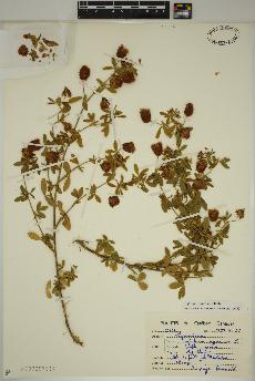 spécimen de Trifolium aureum