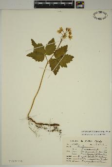 spécimen de Cardamine diphylla