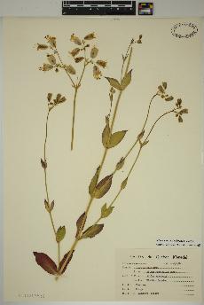 spécimen de Silene vulgaris