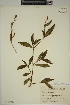 spécimen de Persicaria maculosa