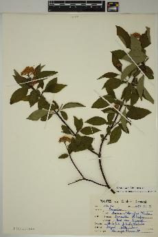 spécimen de Cornus alternifolia