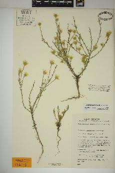 spécimen de Xanthisma gracile