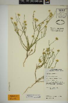 spécimen de Xanthisma gracile