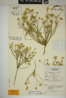 spécimen de Xanthisma gracile