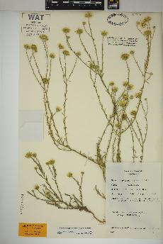 spécimen de Xanthisma gracile