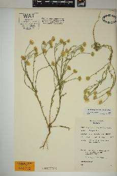 spécimen de Xanthisma gracile