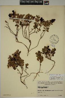 spécimen de Vaccinium vitis-idaea
